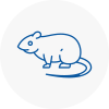 Rat Control Greenhithe