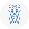 Greenhithe Wasp Nest Removal